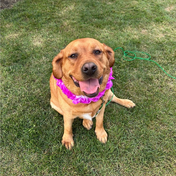 emmyiris